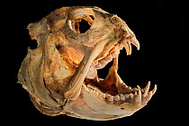 Seawolf (Anarhichas lupus) skull, from Atlantic Ocean, at a a depth of 200m.