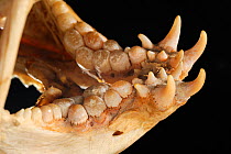 Seawolf (Anarhichas lupus) skull close up of teeth, from Atlantic Ocean, at a a depth of 200m.