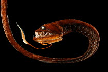 Ribbon sawtail fish (Idiacanthus fasciola) from Atlantic Ocean, at a depth of 800-1000m.