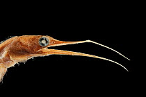 Boxer snipe eel (Nemichthys curvirostris) specimen, from Atlantic Ocean, at a depth of 800-900m.