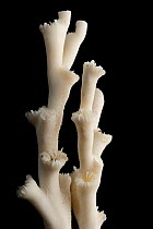 Hard coral (Lophelia pertusa) from the deep sea Atlantic Ocean.