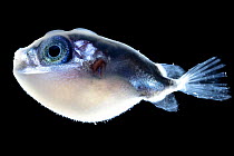 Porcupinefish (Diodontidae) tiny juvenile, found in plankton community, Sargasso Sea, Bermuda.