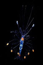 Larvae of Prawn (Sergestidae) Sargasso Sea, Bermuda.