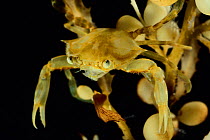 Tiny crab  on Broad-toothed Gulfweed (Sargassum fluitans) Sargassum Community. Sargasso Sea, Bermuda