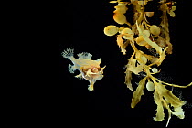 Sargassumfish (Histrio histrio) swimming in Broad-toothed gulfweed (Sargassum fluitans) Sargassum Community. Sargasso Sea, Bermuda.