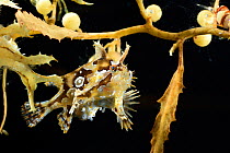 Sargassum fish (Histrio histrio) in Broad-toothed gulfweed (Sargassum fluitans) Sargassum Community. Sargasso Sea, Bermuda