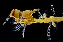 Shrimp (Hippolyte coerulescens), Hydroids (Aglaophenia latecarinata) and Sargasso barnacles (Lepas pectinata) on Broad-toothed gulfweed (Sargassum fluitans) Sargasso Sea, Bermuda