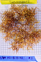 Common sargasso weed (Sargassum natans) on graph paper during scientific research. Sargasso Sea, Bermuda