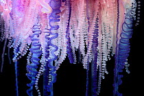 Portuguese Man-of-War (Physalia physalis) close up of tentacles, Sargasso Sea, Bermuda