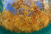 Common sargasso weed (Sargassum natans) from underwater, Sargasso Sea, Bermuda