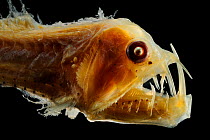 Viperfish (Chauliodus sloani) specimen from the North Atlantic deep sea.