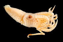 Deep sea squid (Histioteuthis corona) specimen, from deep sea Atlantic Ocean.