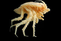 Deepsea Isopod (Glyptonotus antarcticus) from Antarctic Ocean at a depth of 231m.