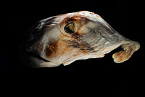 Deepsea  Plownose chimaera (Callorhinchus callorynchus) specimen from Atlantic Ocean near the coast of Argentina at a depth of 82m.