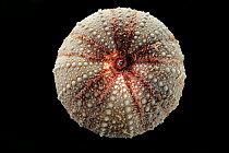 Deepsea  Sea urchin (Dermechinus horridus) specimen from the Scotia Sea, Southern Atlantic Ocean, near South Georgia Island.