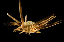 Deepsea  Sea urchin (Stereocidaris indica var. carinata) specimen from Indian Ocean near the coast of Somalia at a depth of 1134m.
