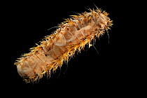 Giant scale worm (Eulagisca gigantea) specimen from deep sea Antarctic Ocean.
