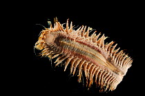 Giant scale worm (Eulagisca gigantea) specimen from deep sea Antarctic Ocean.