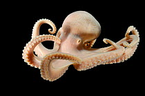 Deepsea Octopus (Bathypolypus bairdii) specimen from the North Atlantic, near the Faroe Islands at a depth of 805m