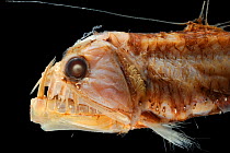 Deepsea Viperfish (Chauliodus sloani) specimen from the North Atlantic near the North West of Spain, at a depth of 560-580m.