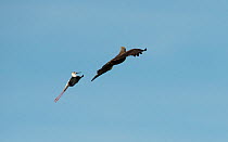 Black-winged stilt (Himantopus himantopus) mobbing Black kite (Milvus migrans) Baragem do Caia, Santa Eulalia, Elvas, Portugal, May.