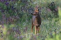 Roe deer (Capreolus capreolus) stag in lavender, Avis, Alentejo, Portugal, May.