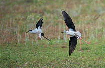 Black-winged stilts (Himantopus himantopus) male mobbing another to drive it away from its feeding territory. Baragem do Caia, Santa Eulalia, Elvas, Portugal, May.