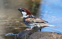 Spanish Sparrow male (Passer hispaniolensis) drinking from the lakeside. Monte da Aparica, Castro Verde, Alentejo, Portugal, May.