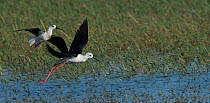 Two Black-winged stilts (Himantopus himantopus) one male mobbing another to defend breeding territory. Baragem do Caia, Santa Eulalia, Elvas, Portugal, May.