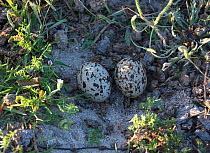 Stone-curlew (Burhinus oedicnemus) eggs, Santa Eulalia, Elvas, Portugal, May.