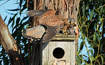 Common Kestrel (Falco tinnunculus) male arriving with a young House sparrow, about to pass it on to the female. Monte da Aparica, Castro Verde, Alentejo, Portugal, May.