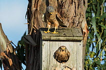 Common kestrel (Falco tinnunculus) male on top of the nest-box and looking down at the female emerging from the nest-box hole. Monte da Aparica, Castro Verde, Alentejo, Portugal, May.