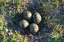 Black-winged stilt (Himantopus himantopus) eggs in nest, Baragem do Caia, Santa Eulalia, Elvas, Portugal, May.