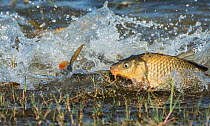 Common carp (Cyprinus carpio) spawning in shallow lakeside waters. Baragem do Caio, Santa Eulalia, Elvas, Portugal, May.