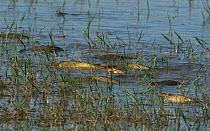 Common carp (Cyprinus carpio) spawning in shallow lakeside waters. Baragem do Caio, Santa Eulalia, Elvas, Portugal, May.