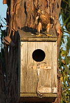 Common kestrel (Falco tinnunculus) female looking for her mate while standing on top of nest box. Monte da Aparica, Castro Verde, Alentejo, Portugal, May.