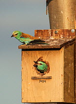Male European roller (Coracias garrulus) about to fly from the nest box, with a beetle to feed to the female above. Monte da Aparica, Castro Verde, Alentejo, Portugal, May.