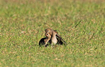 'Pyramid' of three Collared pratincoles (Glareola pratincola) attempting mate with each other, with adult brooding chick (unseen in this photograph) at the bottom, and one more watching on. Baragem do...