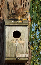 Common kestrel (Falco tinnunculus) calling excitedly from the top of its nest box. Monte da Aparica, Castro Verde, Alentejo, Portugal, May.