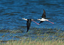 Two Black-winged stilts (Himantopus himantopus) pair in flight over their feeding territory. Baragem do Caia, Santa Eulalia, Elvas, Portugal, May.