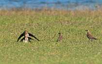 'Pyramid' of three Collared pratincoles (Glareola pratincola) attempting mate with each other, with adult female brooding chick at the bottom, with two more watching on. Baragem do Caia, Santa eulalia...