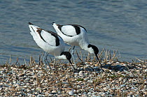 Pied avocets (Recurvirostra avosetta) pair examining a potential nest site. Oosterendl, Texel Island, The Netherlands.