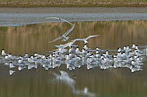 Sandwich terns (Sterna sandvicensis) gathering in shallow water. Oosterend, Texel Island, The Netherlands.