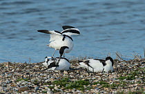 Pied avocets (Recurvirostra avosetta) fighting over a potential nest site on a shingle island. Oosterendl, Texel Island, The Netherlands.