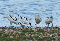 Four Pied avocets (Recurvirostra avosetta) two pairs disputing a potential nest site. Oosterendl, Texel Island, The Netherlands.