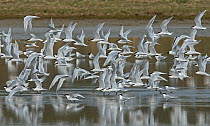 Sandwich terns (Sterna sandvicensis) taking off in a panic reaction, Oosterend, Texel Island, The Netherlands.
