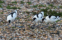 Pied avocets (Recurvirostra avosetta) displaying over a potential nest site on a shingle island. Oosterendl, Texel Island, The Netherlands.