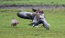 Greylag Geese (Anser anser) fighting, watched by another. Nieuweschild, Texel Island, The Netherlands.