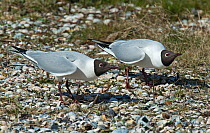 Black-headed gulls (Larus ridibundus) courtship,Texel Island, The Netherlands.