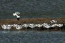 Pied avocet (Recurvirostra avosetta) flock on island, during migration. Oosterendl, Texel Island, The Netherlands.